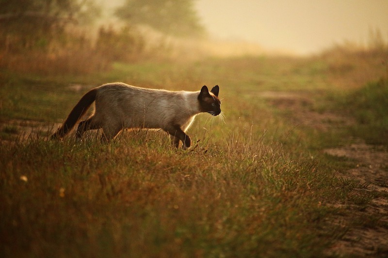 Siamese cat walking through grass
